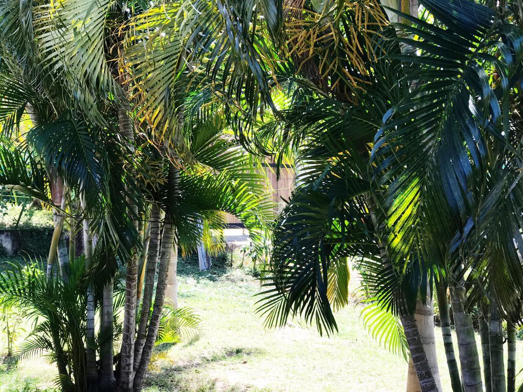 Tsunami Hostel Tamarindo Eksteriør billede
